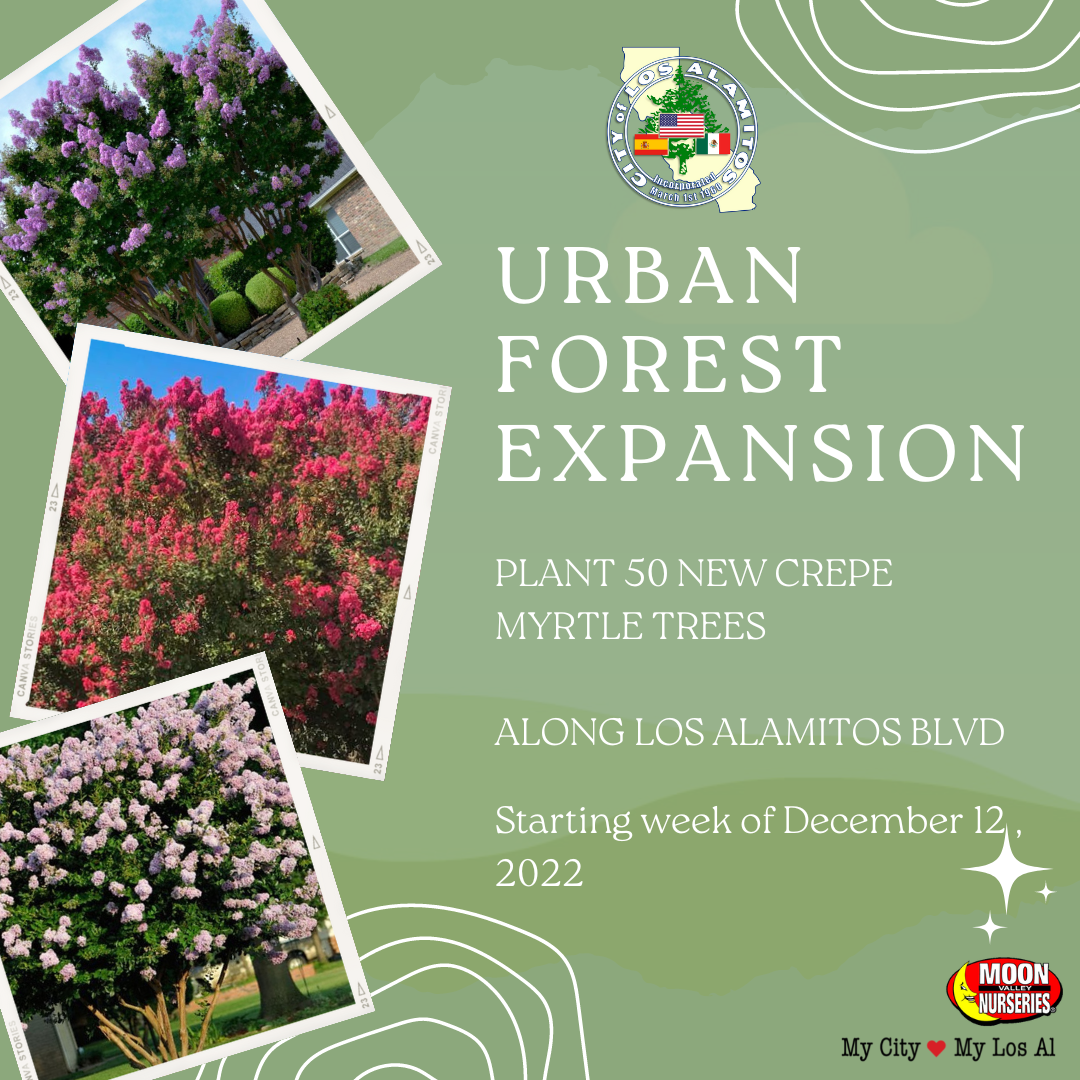 Trees Along Los Alamitos Boulevard